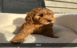 Cockapoo dogs for sale: Outstanding sable f1 Cockapoo puppies  - Image 4