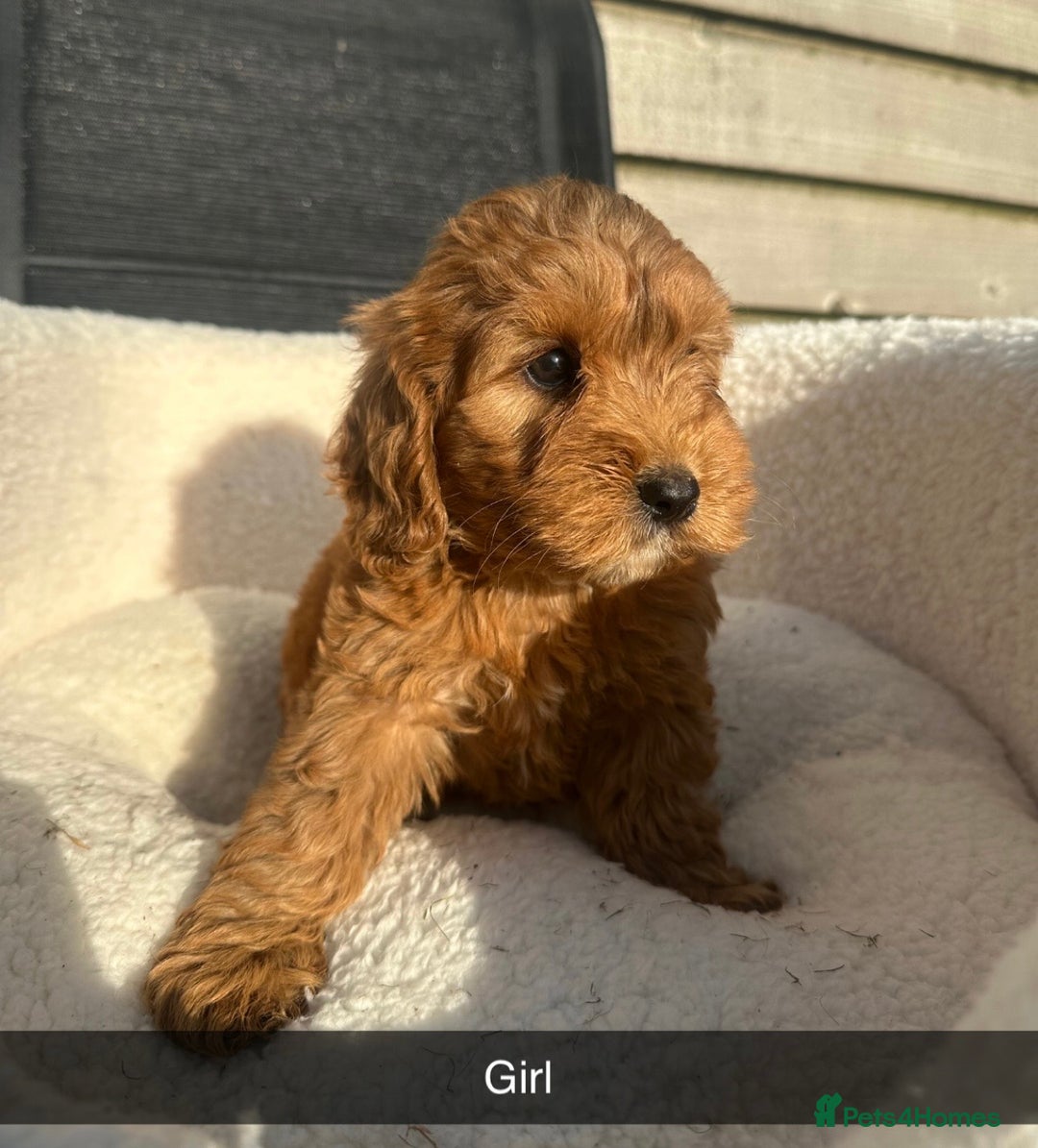 Cockapoo dogs for sale: Outstanding sable f1 Cockapoo puppies  - Image 4