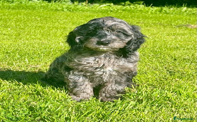 Cockapoo dogs - Advert 9