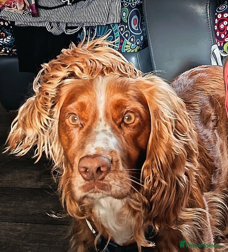 Cocker Spaniel dogs Fantastic Fit Cocker  - Advert 8