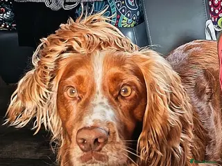 Cocker Spaniel dogs Fantastic Fit Cocker - Advert 8