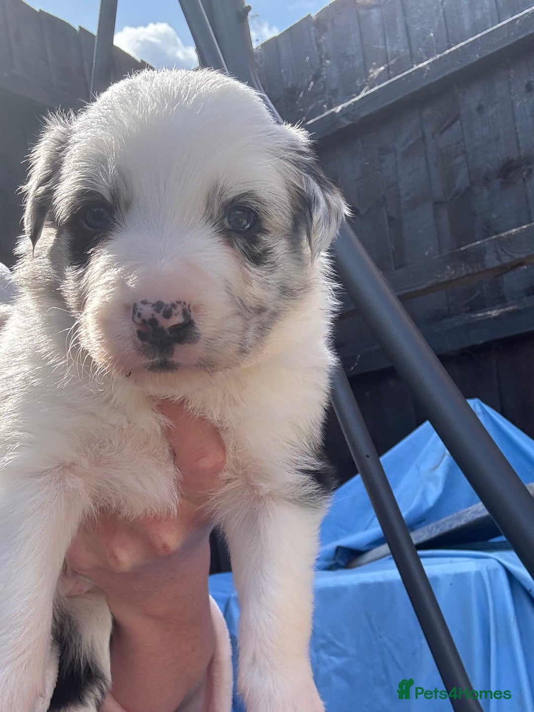 Border Collie dogs for sale: Fluffy long coat Blue merle border collie puppies - Image 37