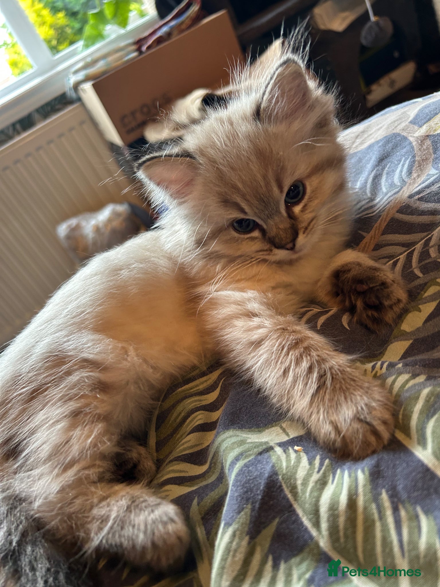 Ragdoll cats 💙Playful Ragdolls purebreed ready to leave 🤎 - Advert 1