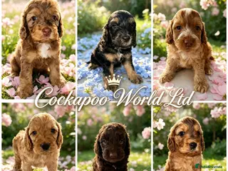 Cockapoo dogs DNA CLEAR, stunning Cockapoos Ready 18th September - Advert 3
