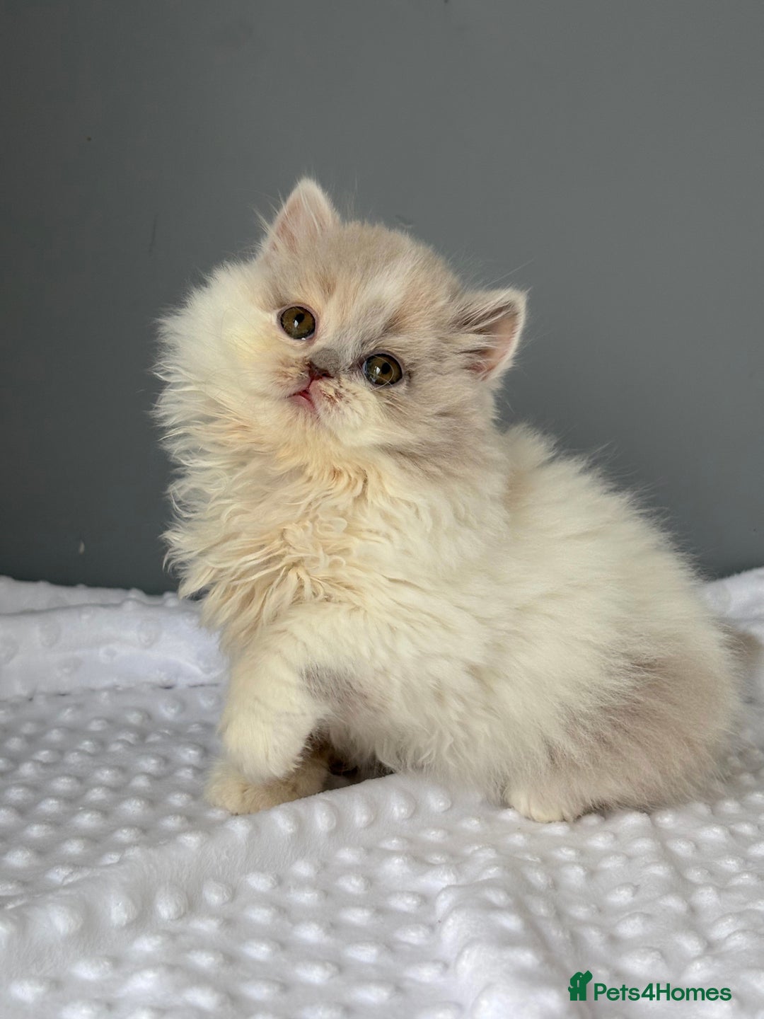 British Longhair cats for sale: Gccf registered Beautiful lilac tortie and white  - Advert 4