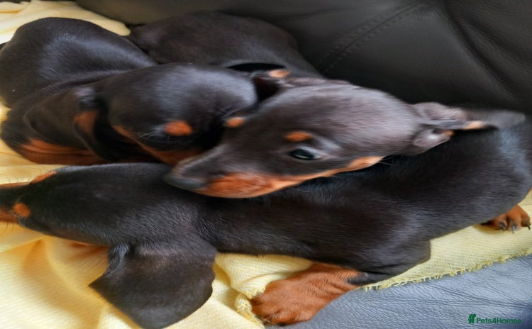 Dachshund dogs - Advert 3