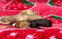 Cockapoo dogs for sale: Cockapoo puppies Rainbow litter  - Advert 26