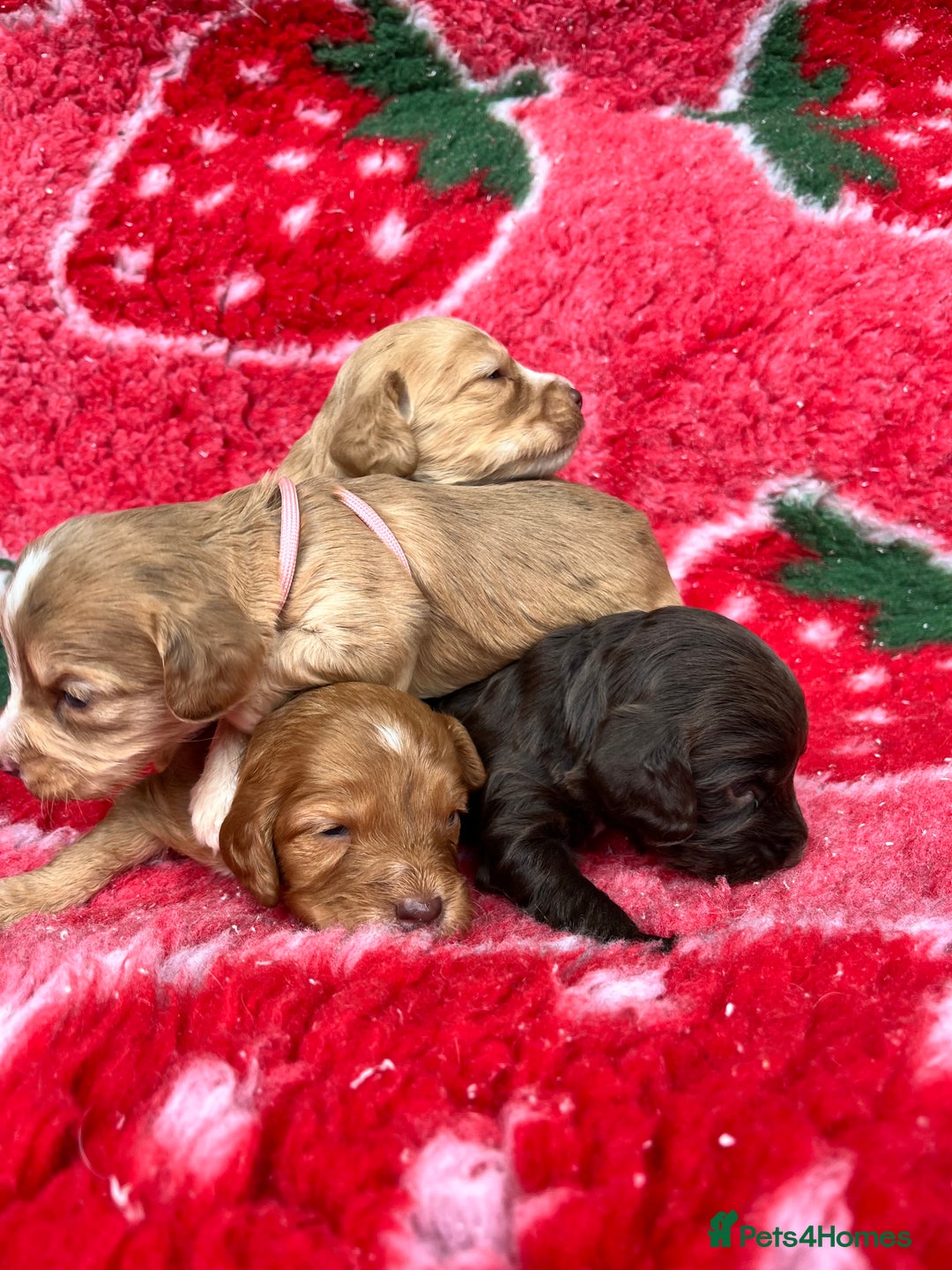 Cockapoo dogs for sale: Cockapoo puppies Rainbow litter  - Advert 26