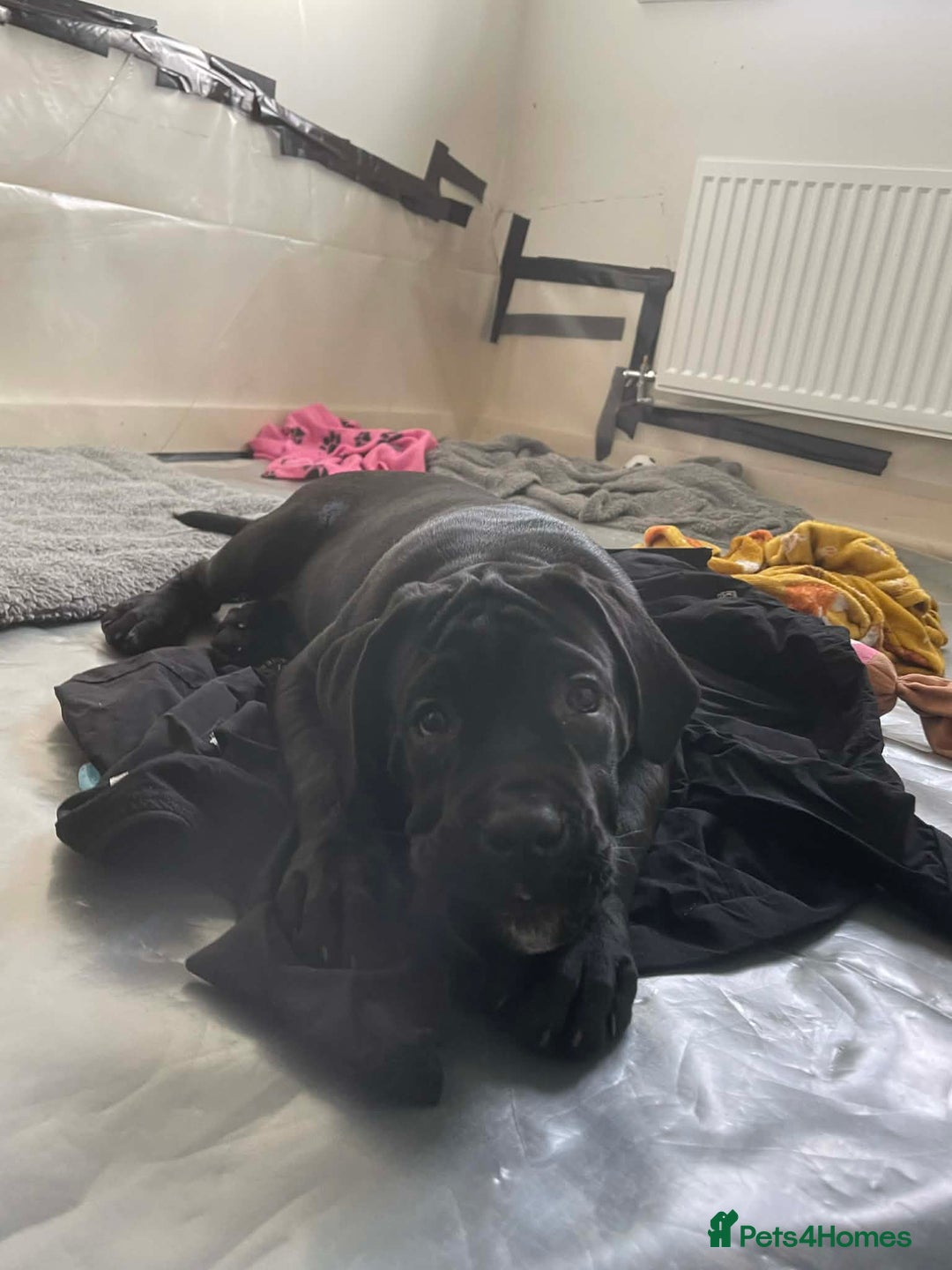 Cane Corso dogs for sale: Cane corso Russian champ bloodline puppies  - Advert 8