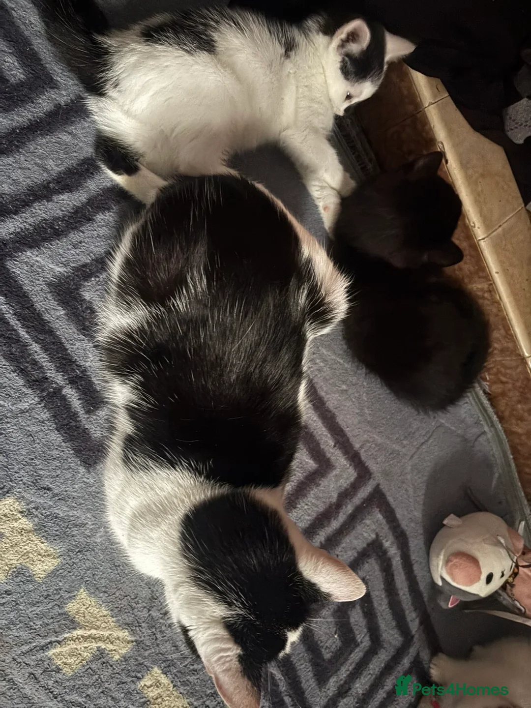 Mixed Breed cats for sale: Beautiful kittens ready to be sold together - Advert 1