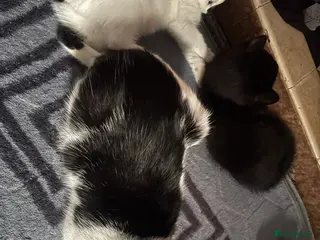 Mixed Breed cats Beautiful kittens ready to be sold together - Advert 1