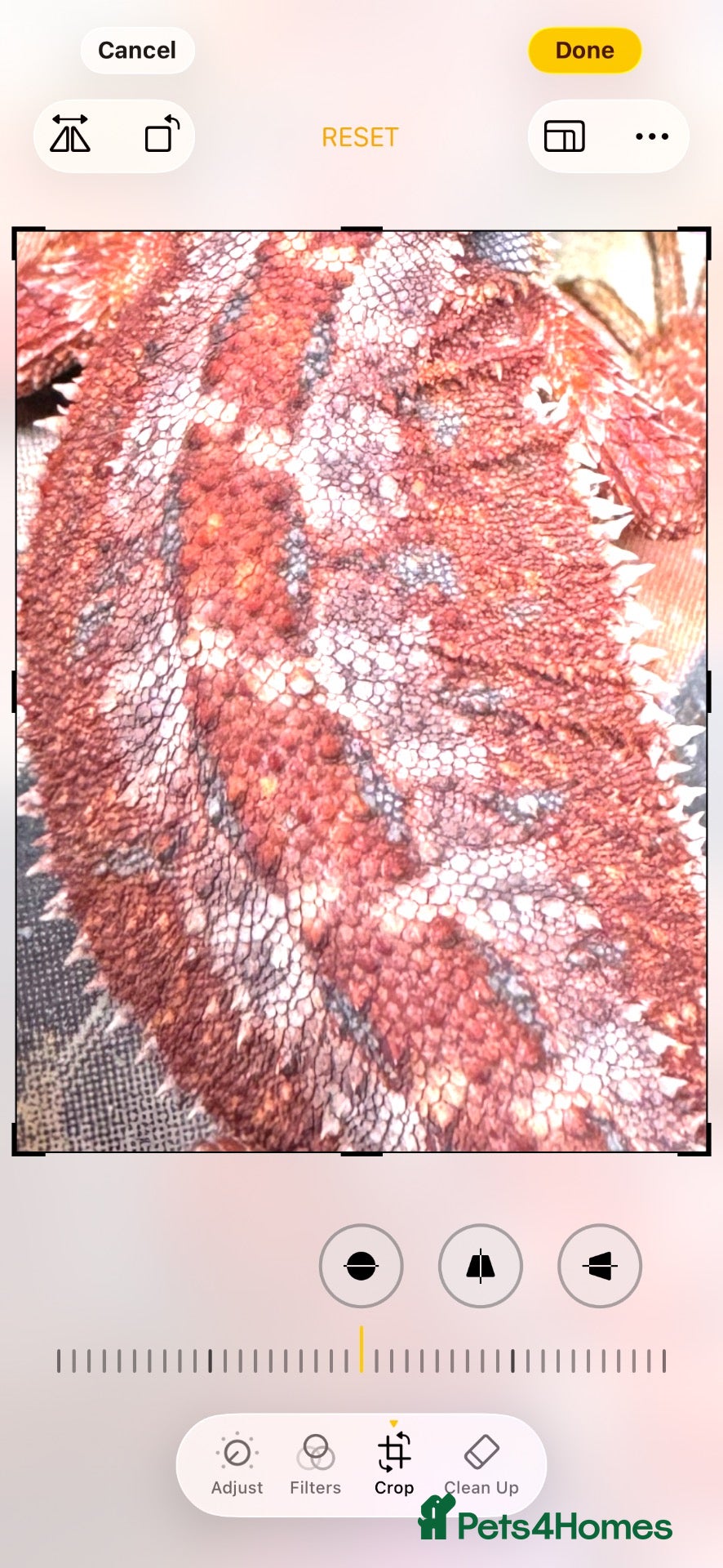 Bearded Dragon reptiles Red Monster blue bar and G stripe possible Chroma  - Advert 1