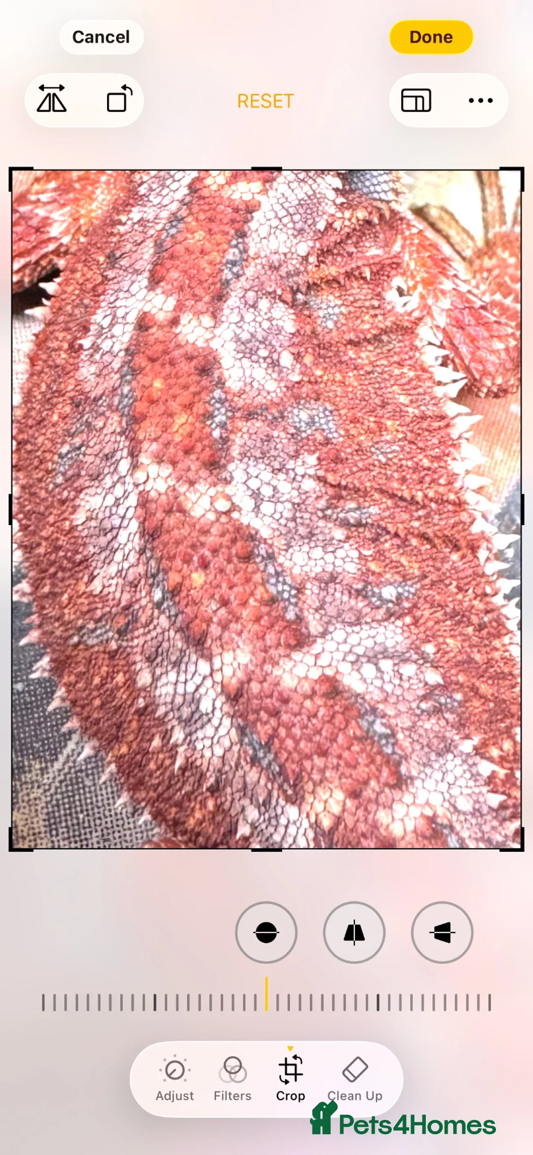 Bearded Dragon reptiles for sale: Red Monster blue bar and G stripe possible Chroma  - Advert 1