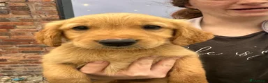 Golden Retriever 4