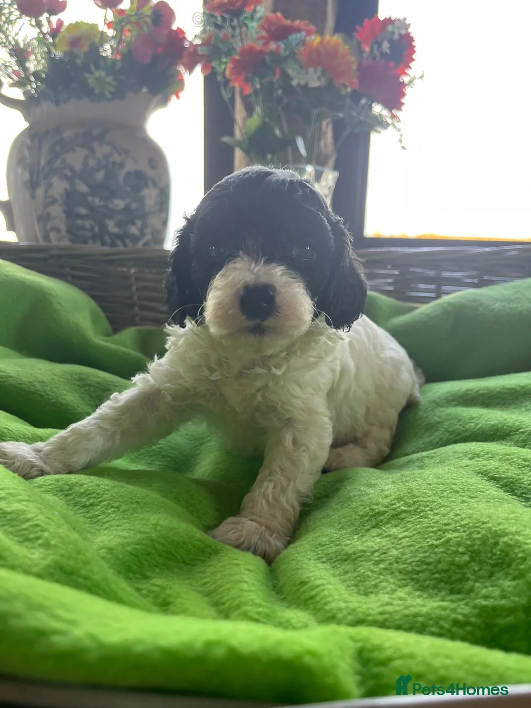 Miniature Poodle dogs for stud: KC Reg Miniature Parti Poodle - Advert 14