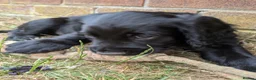 Sprocker dogs for sale: Sprocker puppies READY NOW - Advert 6