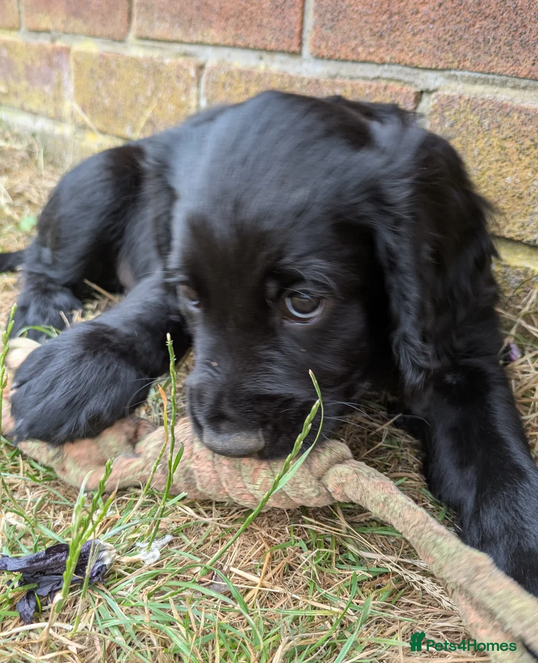 Sprocker dogs for sale: Sprocker puppies READY NOW - Advert 2
