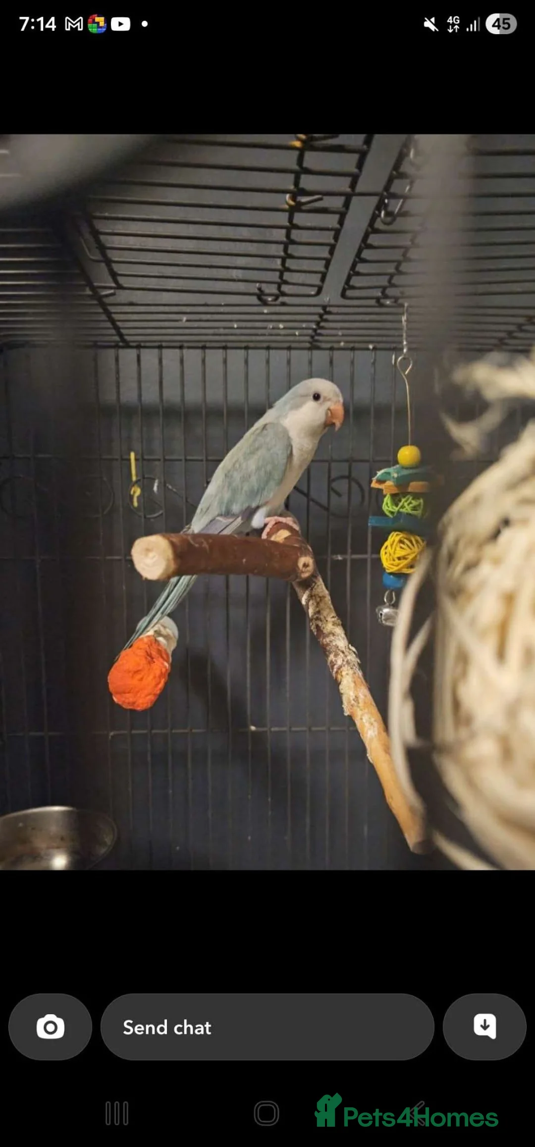 Parrots birds for sale: Bluey the quaker  parrot - Advert 1