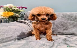 Cockapoo dogs for sale: Red cockapoos - Advert 7