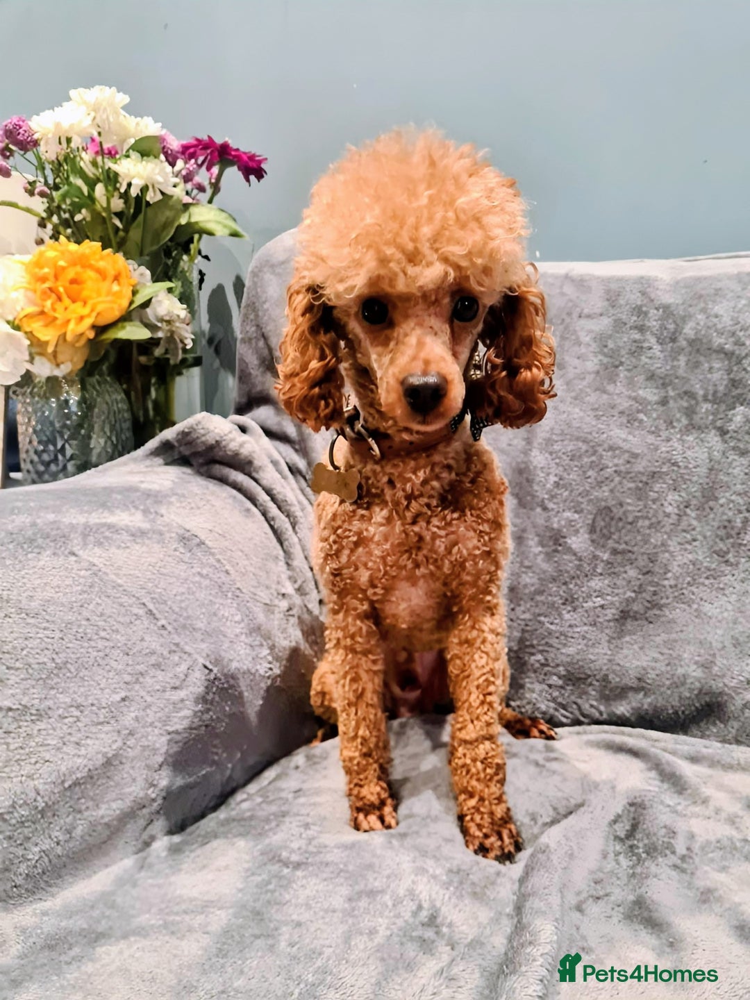 Cockapoo dogs for sale: Red cockapoos - Advert 7