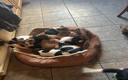 Jack Russell dogs for sale: Jack Russell pups  - Image 1