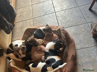 Jack Russell dogs - Advert 3
