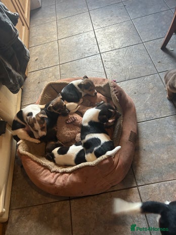Jack Russell dogs - Advert 1