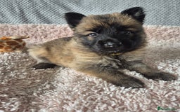 German Shepherd dogs for sale: KC REGISTERED HEALTH TESTED PARENTS READY NOW - Image 13