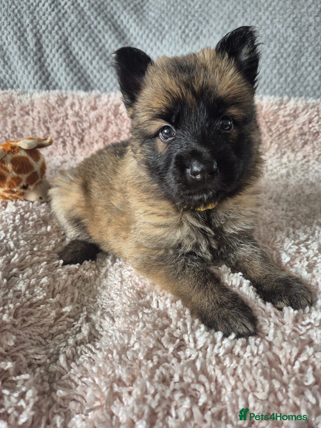 German Shepherd dogs for sale: KC REGISTERED HEALTH TESTED PARENTS READY NOW - Image 13