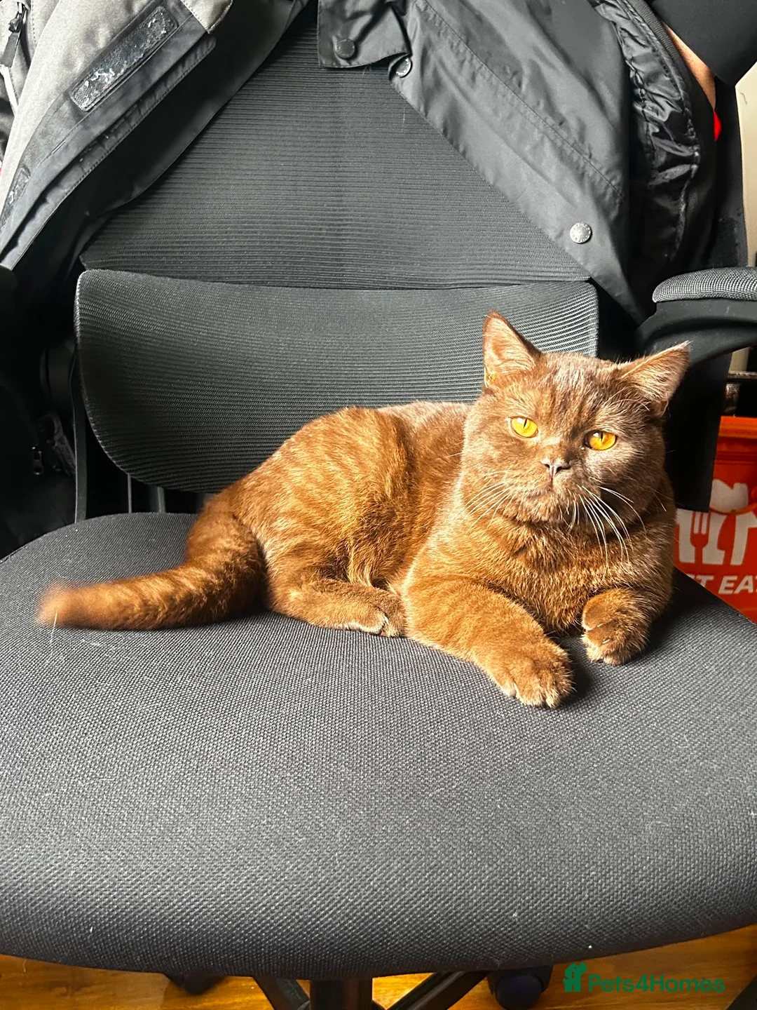 British Shorthair cats for stud: Male brown British shorthair available for stud  - Advert 2