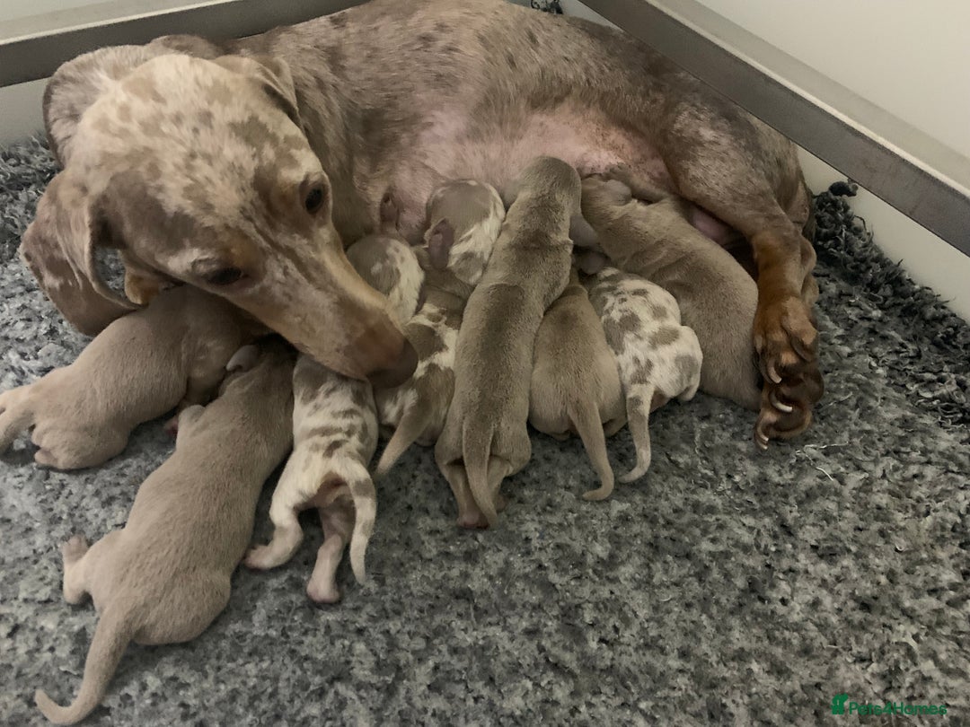 Miniature Dachshund dogs for sale: 🌟QUALITY KC REG & PRA CLR MINIATURE DACHSHUNDS🌟 - Image 17