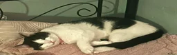 Mixed Breed cats for sale: Two Handsome  boys  - Advert 2