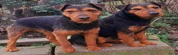 Lakeland Terrier dogs for stud: Stunning lakeland working terrier in Newark - Advert 12