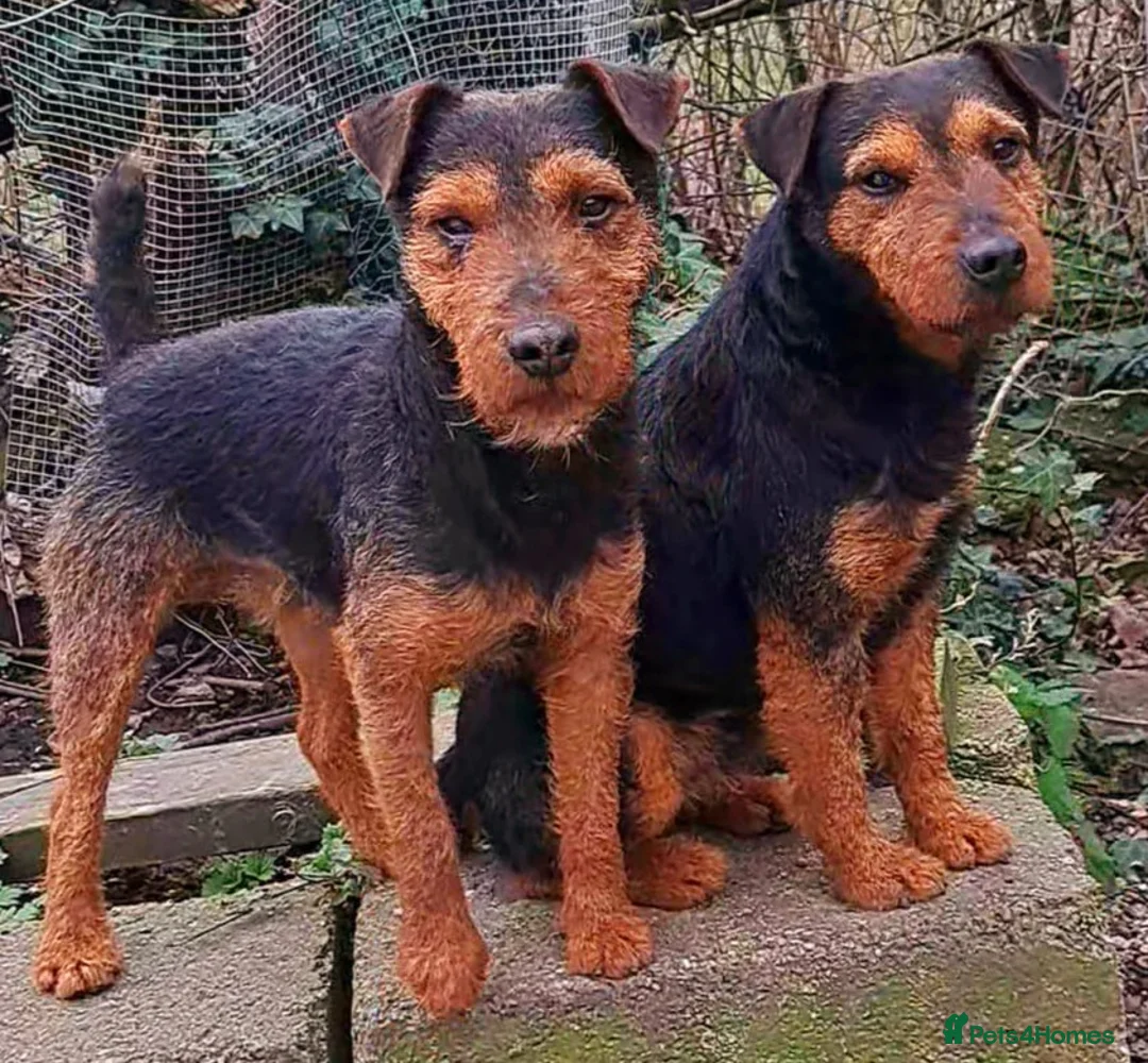 Lakeland Terrier dogs for stud: Stunning lakeland working terrier in Newark - Advert 12