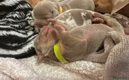 Miniature Dachshund dogs for sale: kc miniature dachshunds  - Image 4