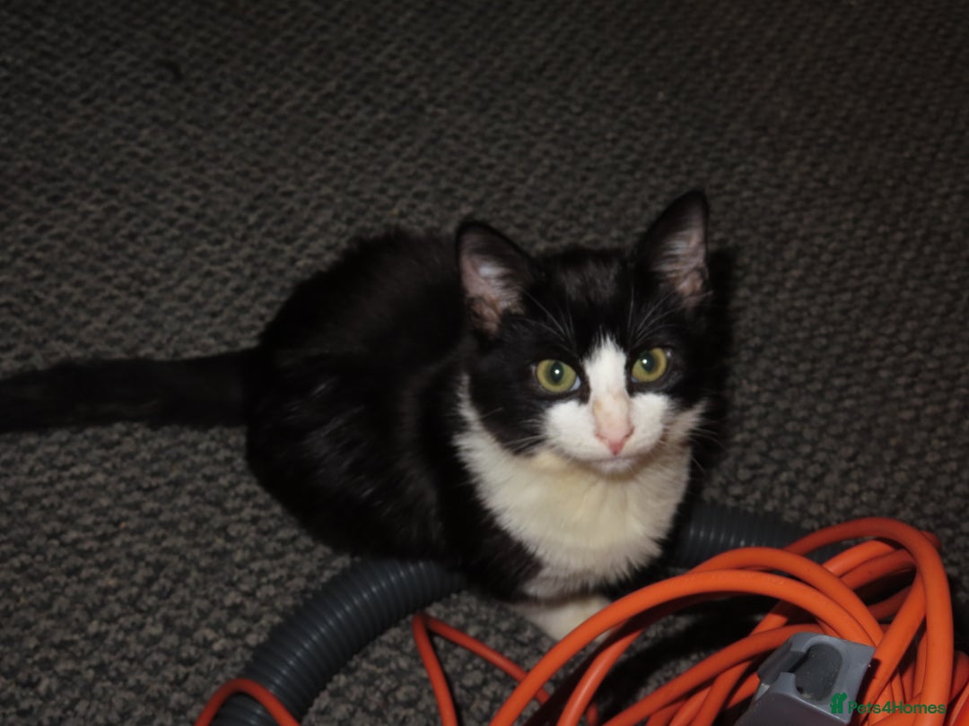 Mixed Breed cats for sale: Two kitten for sale - Image 8