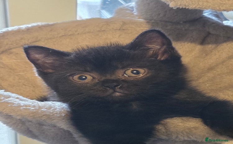 Mixed Breed cats - Advert 15
