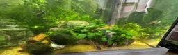 Other/Mixed Breed fish for sale: Fluval168L Aquarium+Cabinet+Fluval 407 Filter - Advert 5
