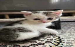 Persian cats for sale: mixed bombay and persian kittens  - Image 34