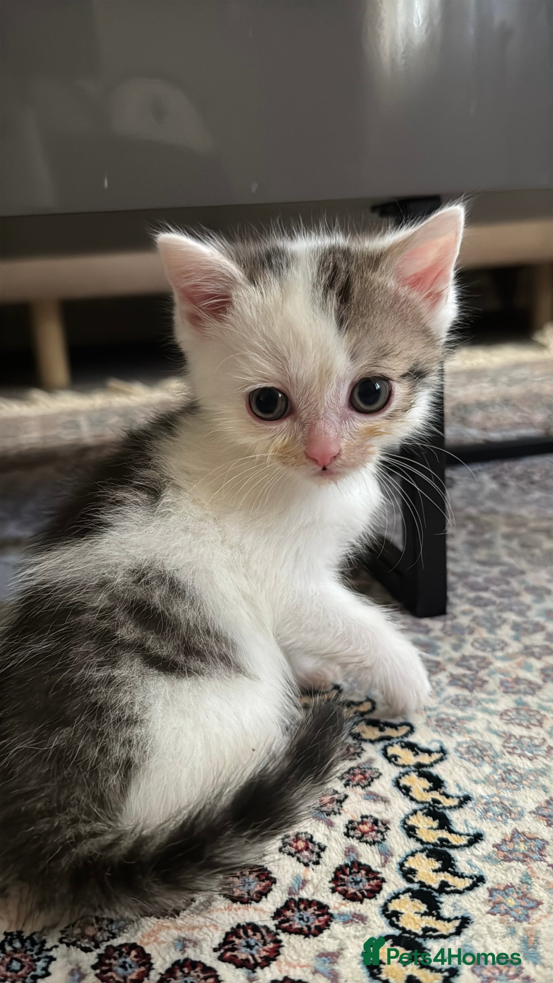 Persian cats for sale: mixed bombay and persian kittens  - Image 34