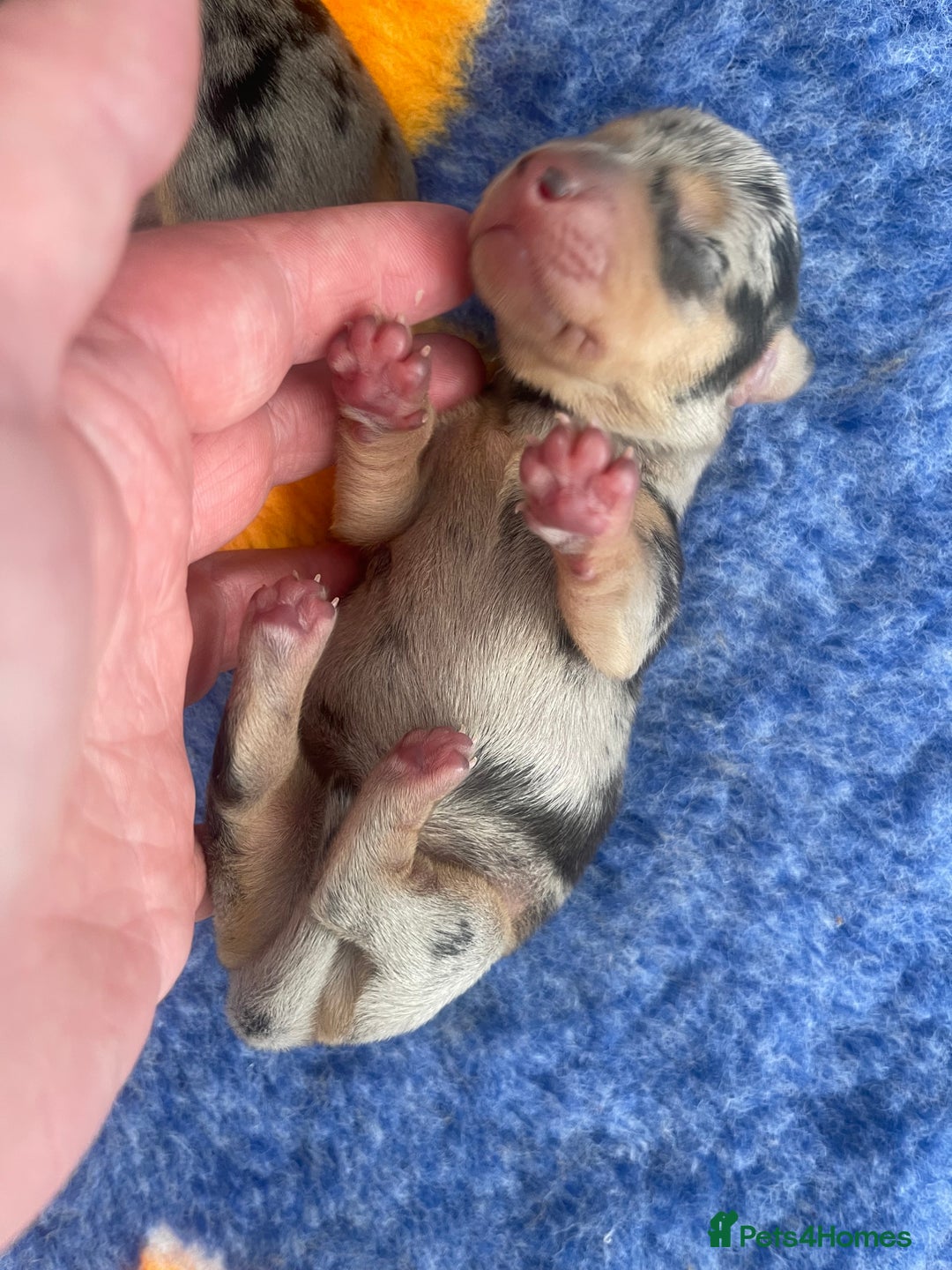 Miniature Dachshund dogs for sale: Pra clear mini smooth dachshund pups - Image 15