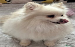 Pomeranian dogs for adoption: Sarah’s Story: From Misery to Hope - Image 8