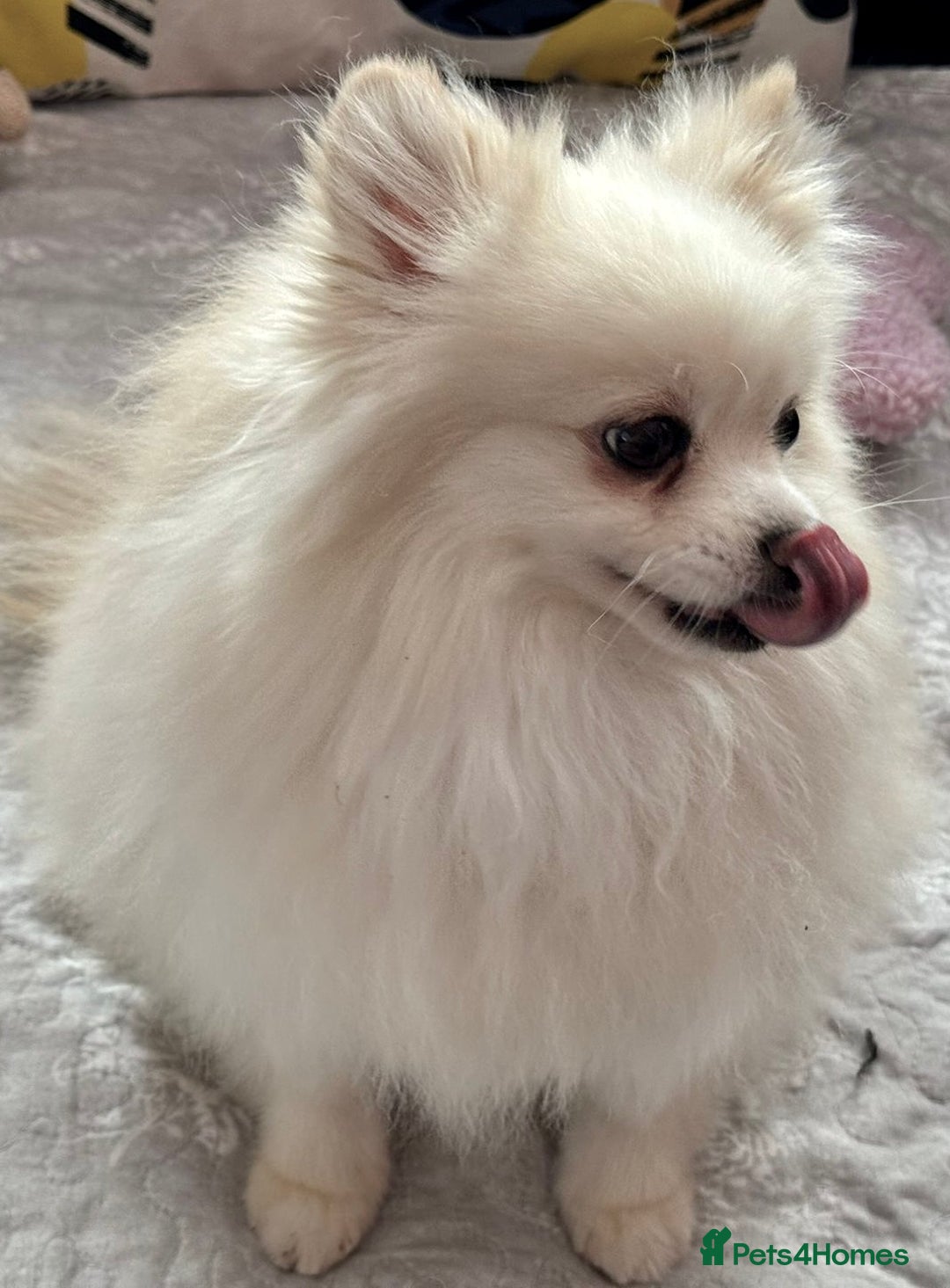 Pomeranian dogs for adoption: Sarah’s Story: From Misery to Hope - Image 8