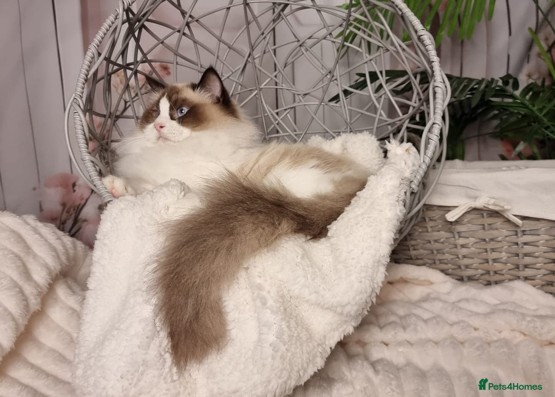 Ragdoll cats for sale: Quality Tica reg Ragdoll kittens  - Advert 22
