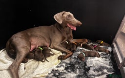 Dobermann dogs for sale: 12 stunning Doberman puppies - Image 1