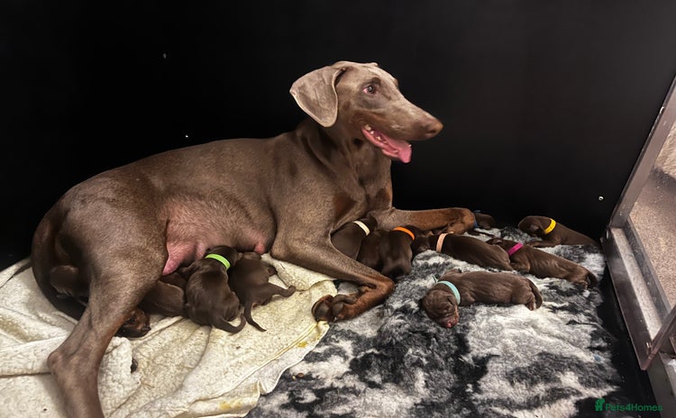 Dobermann dogs - Advert 2