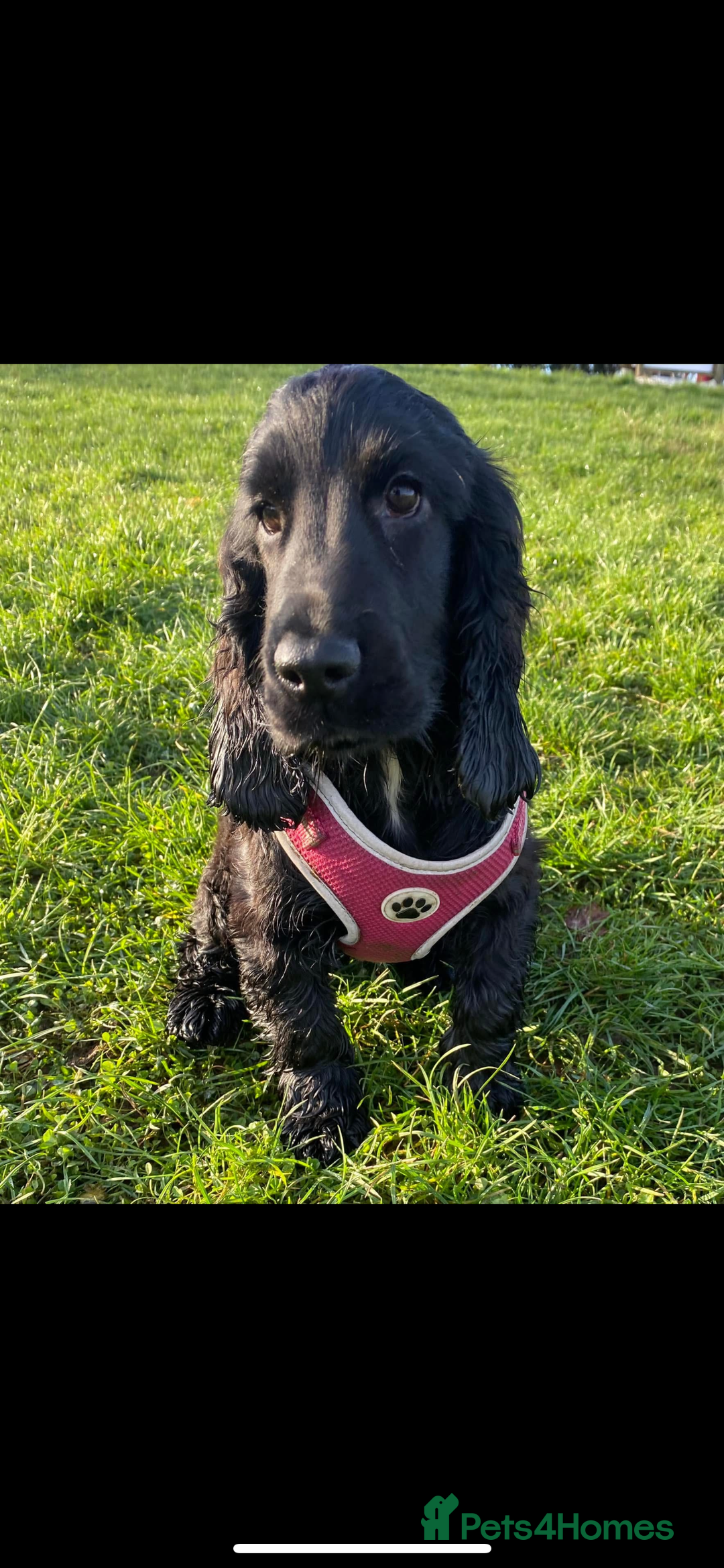 Cocker Spaniel dogs for sale: Show cocker spaniel  - Advert 4