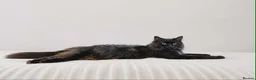 Maine Coon cats for sale: Beautiful TICA Registered Maine Coon Kittens - Advert 2