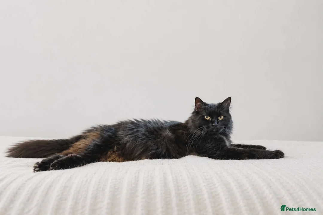 Maine Coon cats for sale: Beautiful TICA Registered Maine Coon Kittens - Advert 2