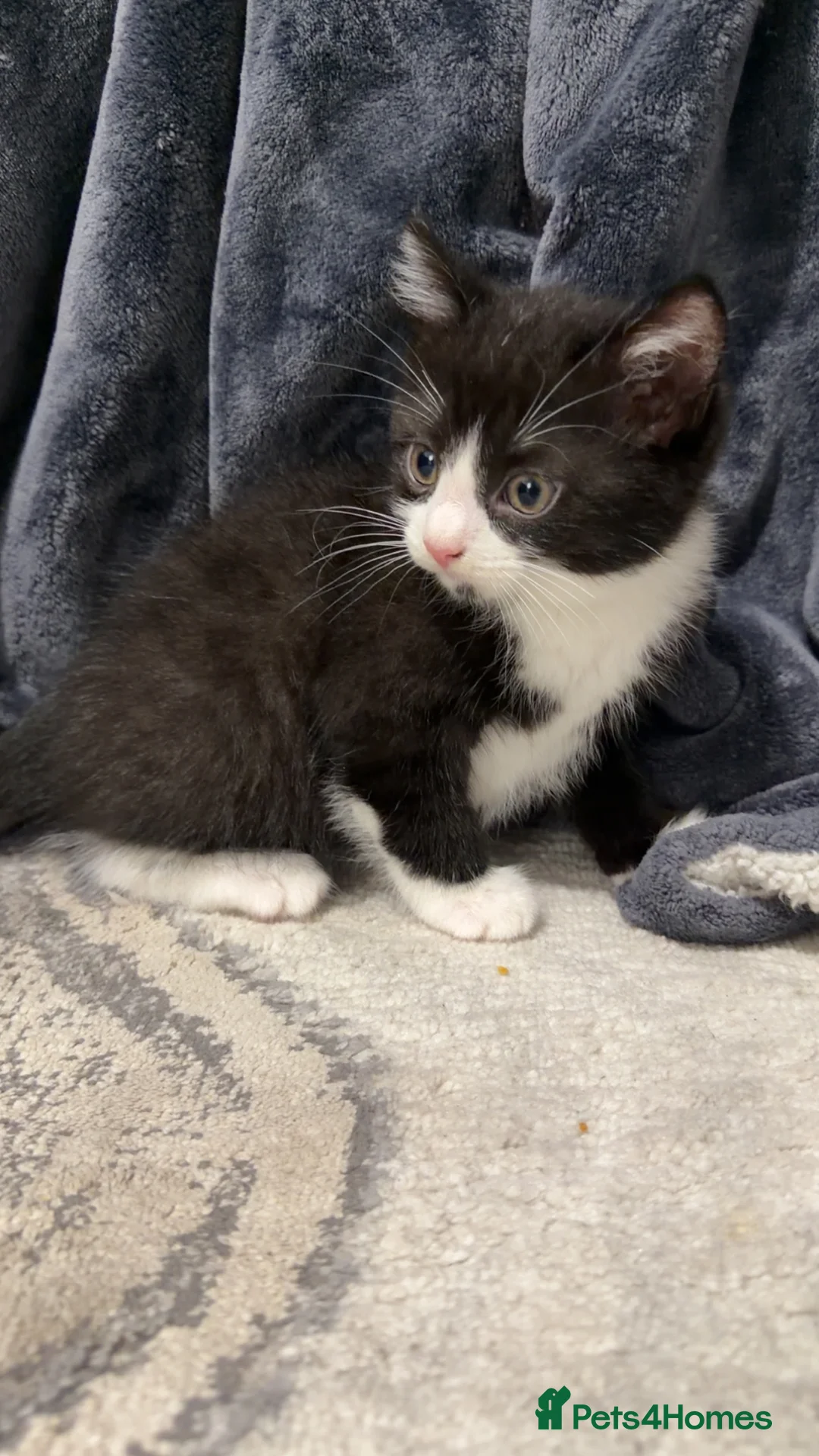 Mixed Breed cats for sale: Persian blue Russian & Tabby - Advert 20